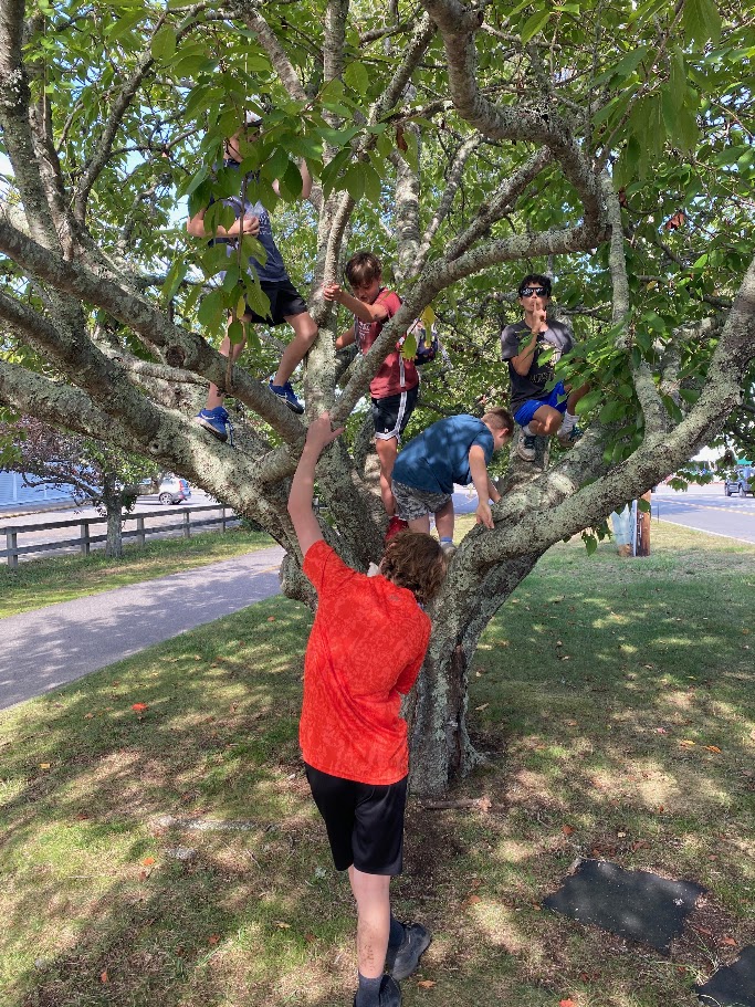 Scouts climbing a tree at Nickerson State Park.